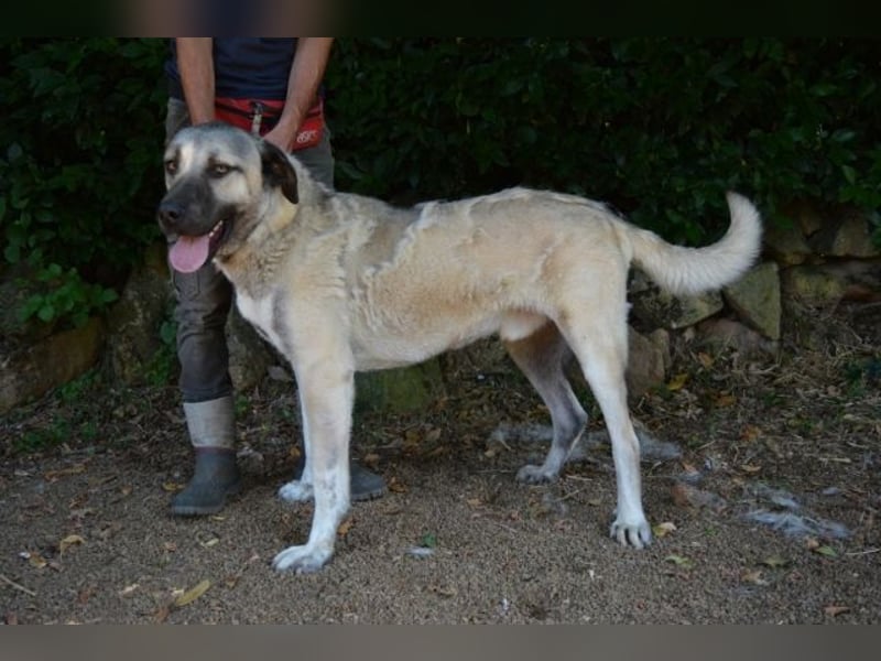 Thalles - An alle Kangal Fans: Obacht, hier kommt Thalles!