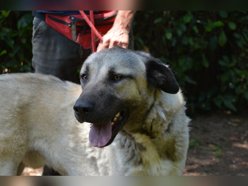 Thalles - An alle Kangal Fans: Obacht, hier kommt Thalles!