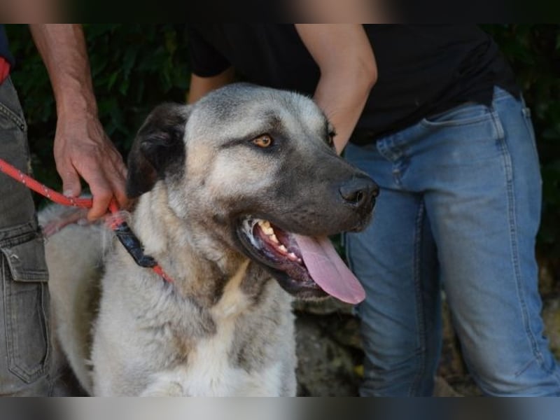 Thalles - An alle Kangal Fans: Obacht, hier kommt Thalles!