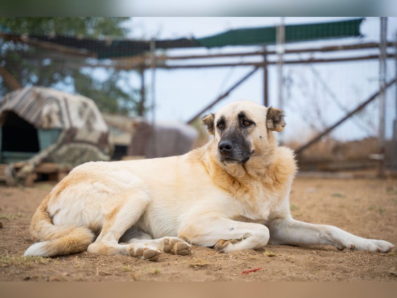 Lisa -extrem liebevoll