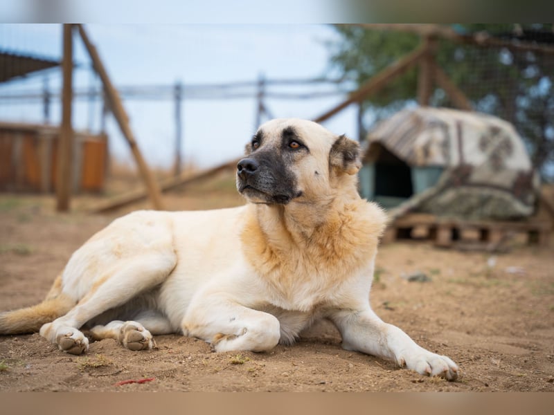 Lisa -extrem liebevoll