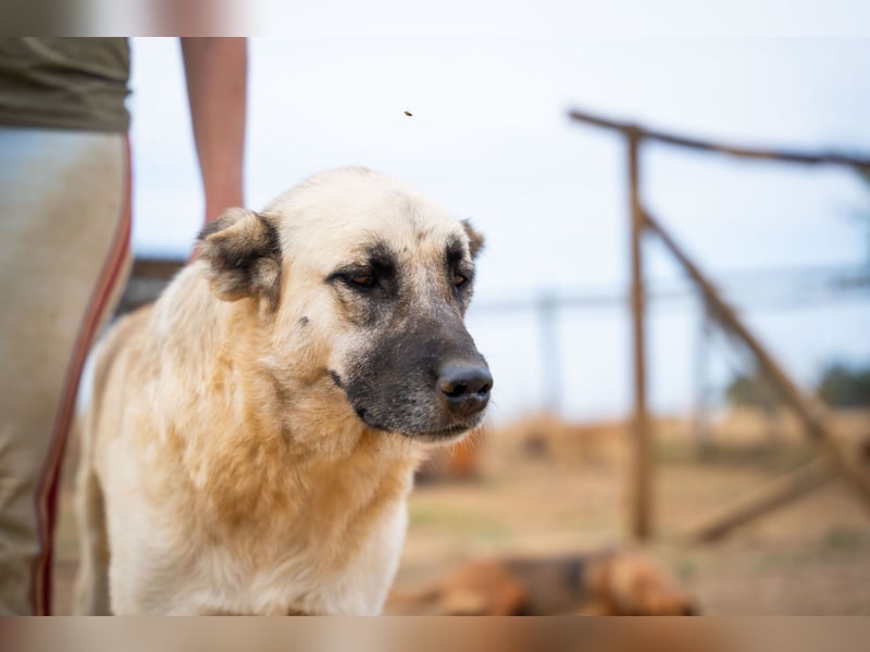 Lisa - sanfte Riesin