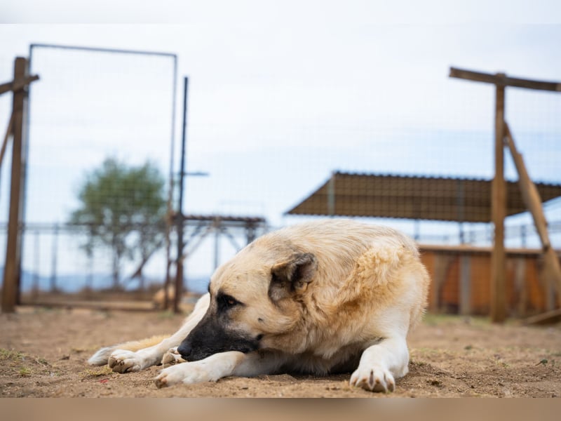 Lisa - sanfte Riesin