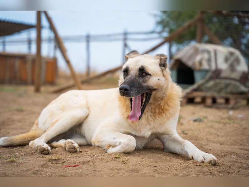 Lisa - sanfte Riesin