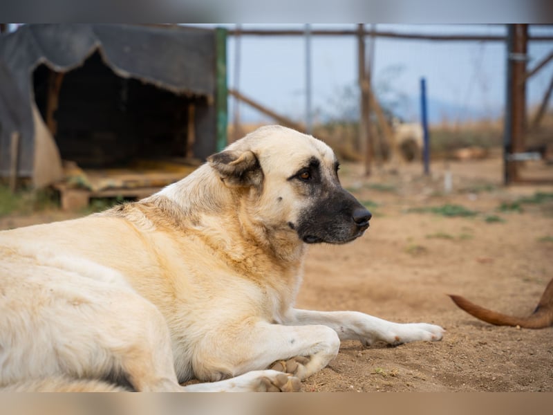 Lisa - sanfte Riesin