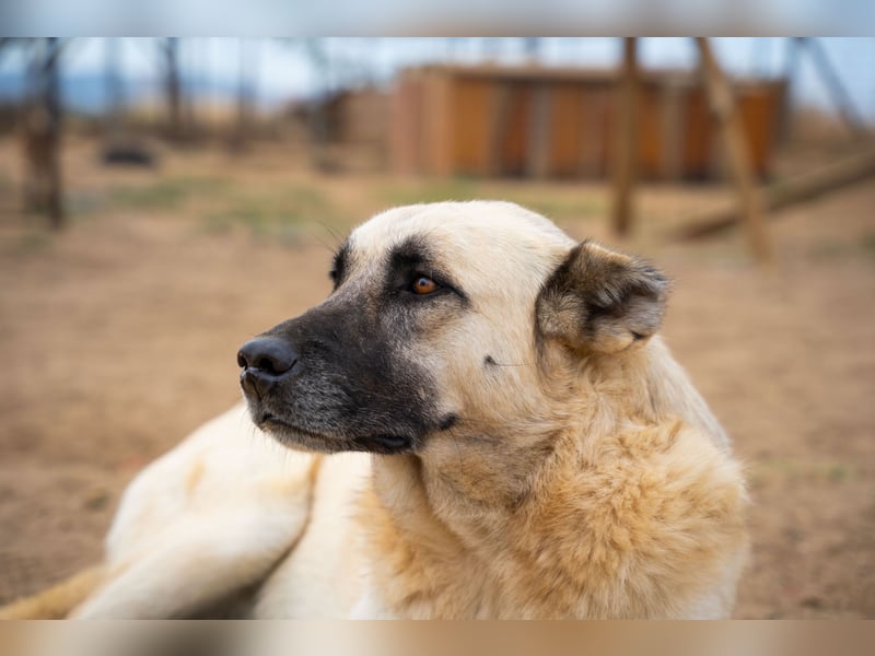 Lisa - sanfte Riesin