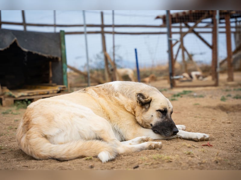 Lisa - sanfte Riesin