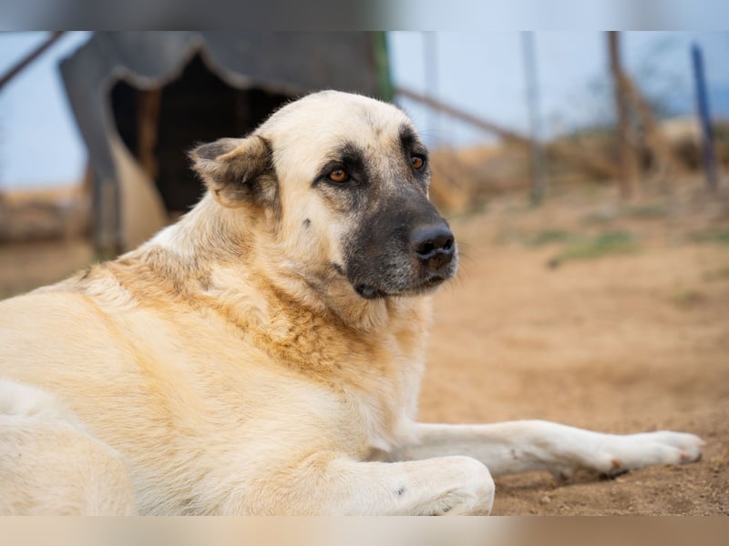 Lisa -extrem liebevoll