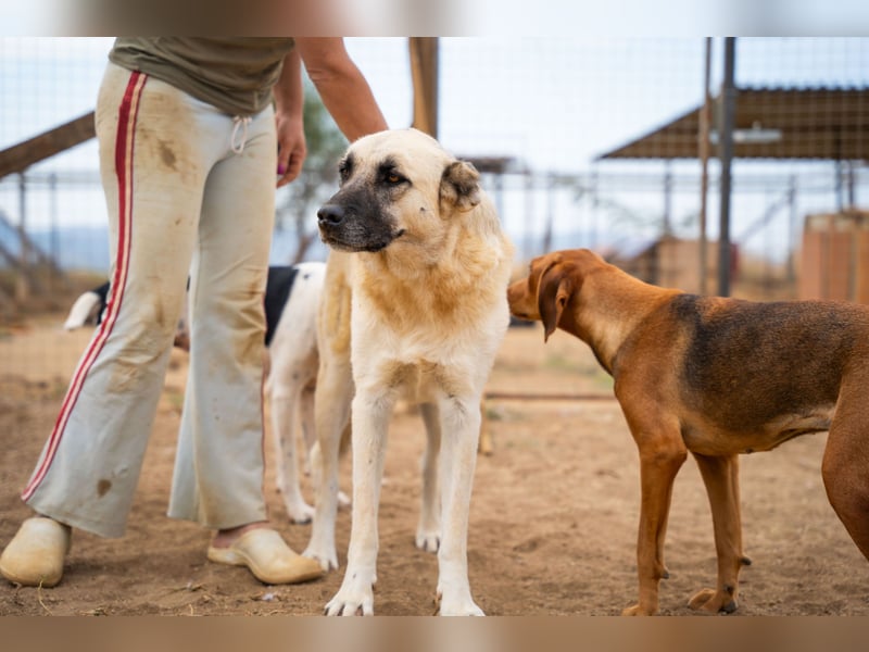 Lisa - sanfte Riesin