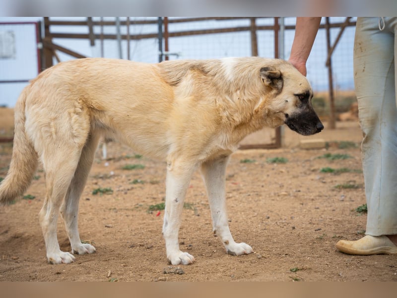 Lisa -extrem liebevoll