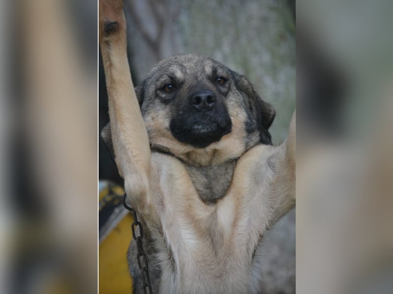 „Sally“, Kangal-Mixhündin, ca. 2022/2023 geboren, ruhig, zurückhaltend