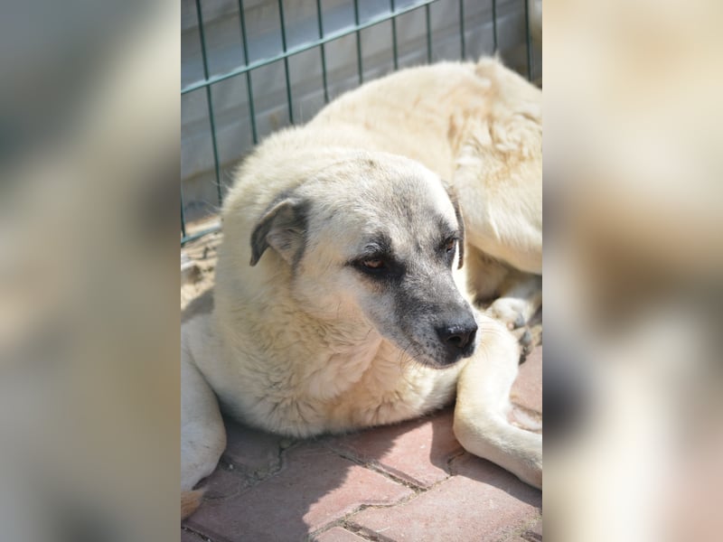 MILO - ruhiger und zurückhaltender Kangalrüde, ca. 2022 geboren, gut verträglich,