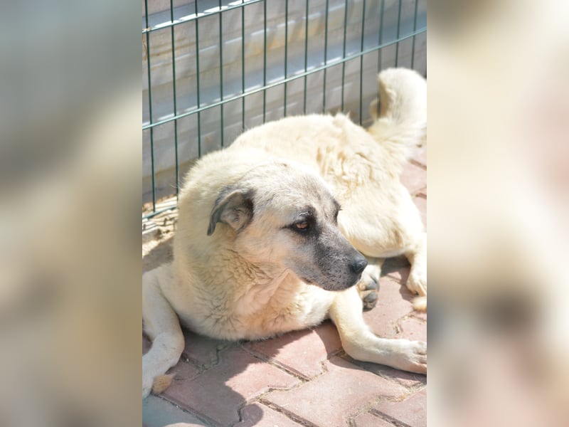 MILO - ruhiger und zurückhaltender Kangalrüde, ca. 2022 geboren, gut verträglich,