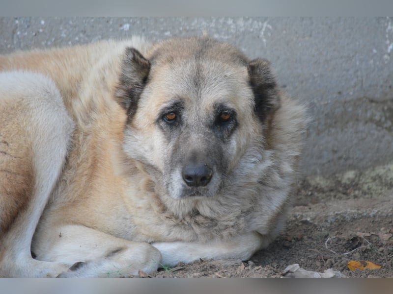 APOLLO, ca. 2017 geboren