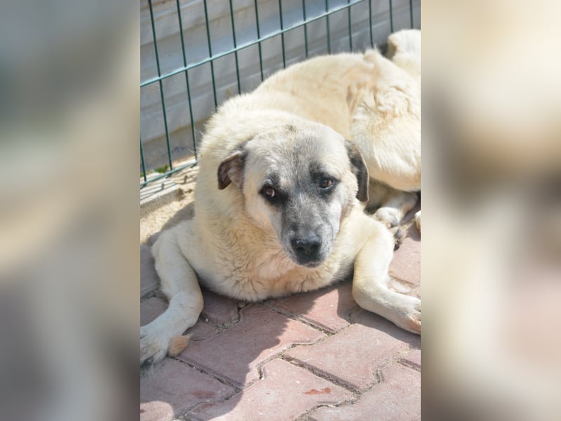 MILO - ruhiger und zurückhaltender Kangalrüde, ca. 2022 geboren, gut verträglich,