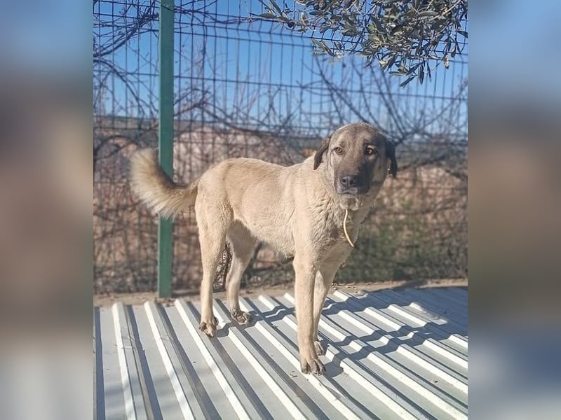 Beka großer Kangal Mischling Hündin sucht Zuhause für immer