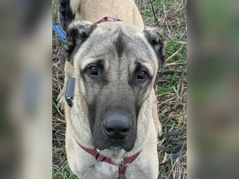 Großer Kangal Mischling Cognac sucht sein zuhause