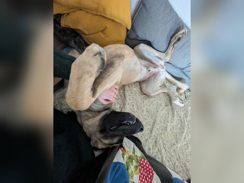 Großer Kangal Mischling Cognac sucht sein zuhause