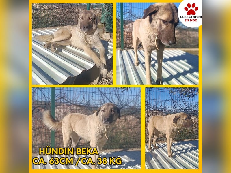 Beka großer Kangal Mischling Hündin sucht Zuhause für immer