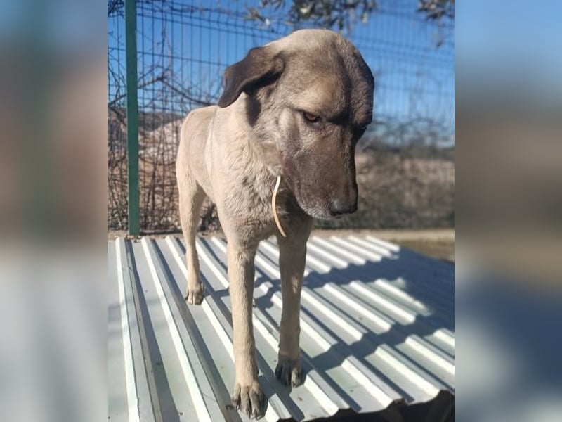 Beka großer Kangal Mischling Hündin sucht Zuhause für immer