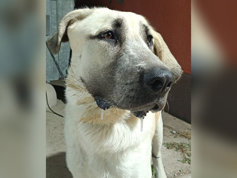 junger großer Kangal Mischlings-Rüde Thunder sucht ein Zuhause