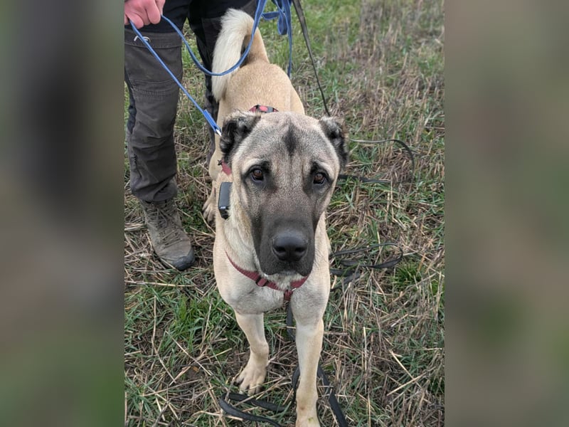 Großer Kangal Mischling Cognac sucht sein zuhause