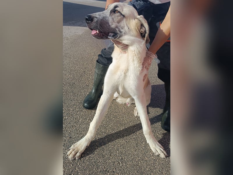 junger großer Kangal Mischlings-Rüde Thunder sucht ein Zuhause