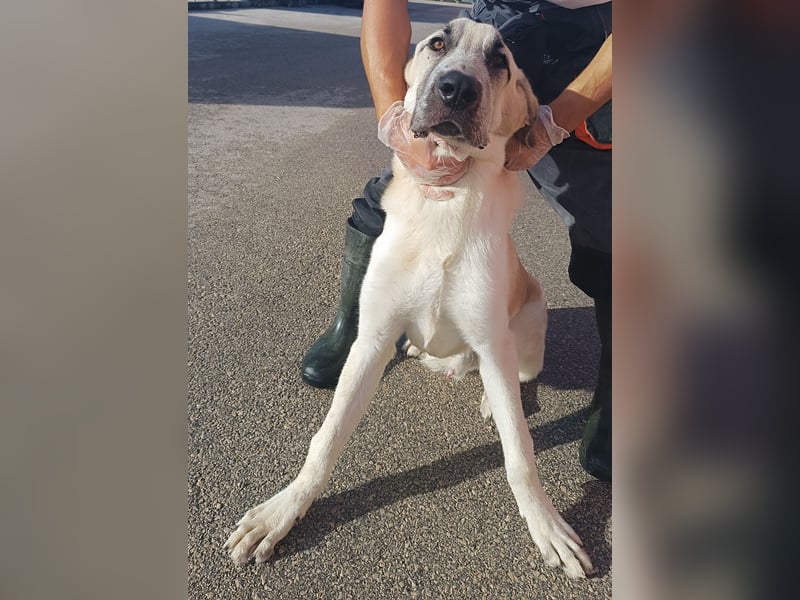 junger großer Kangal Mischlings-Rüde Thunder sucht ein Zuhause