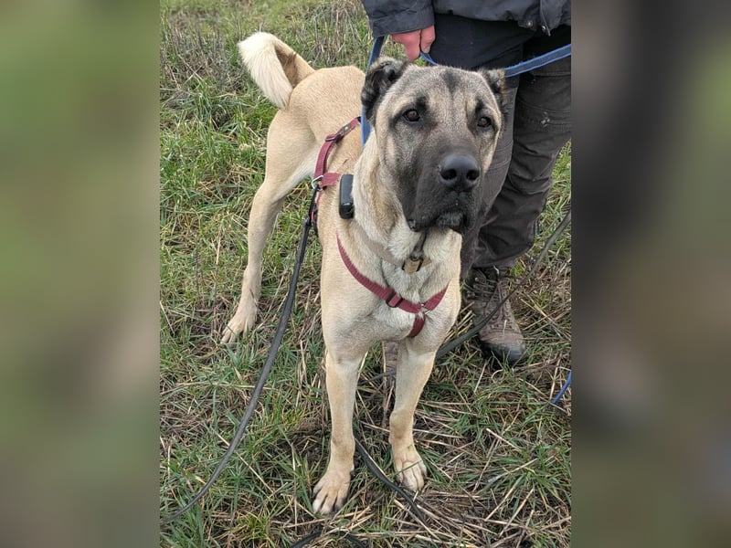 Großer Kangal Mischling Cognac sucht sein zuhause