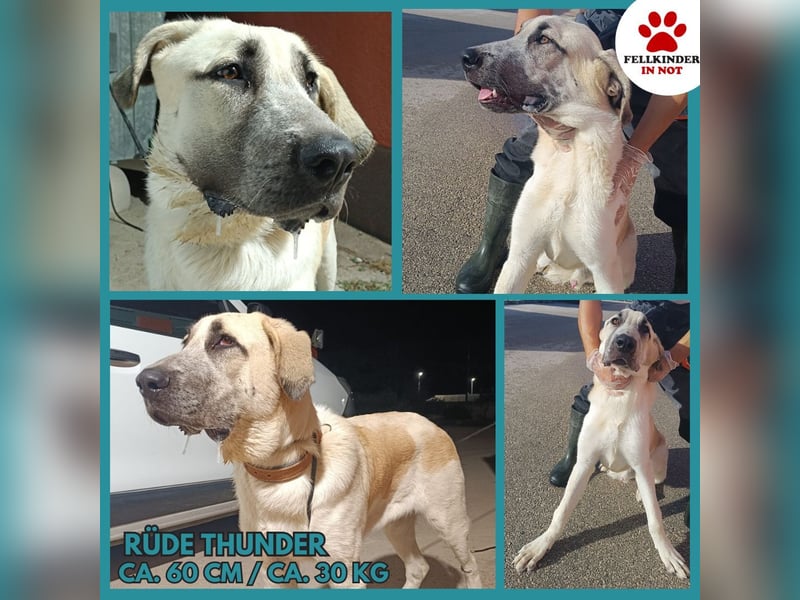 junger großer Kangal Mischlings-Rüde Thunder sucht ein Zuhause