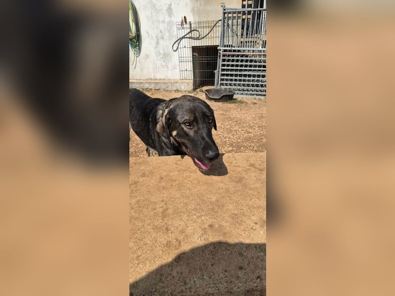 Kangal Mix Coco sucht ihre Familie