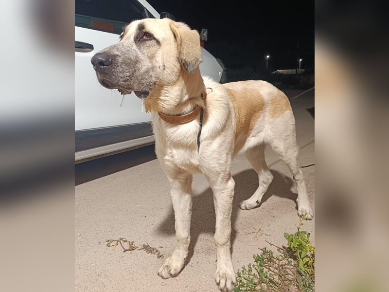 junger großer Kangal Mischlings-Rüde Thunder sucht ein Zuhause