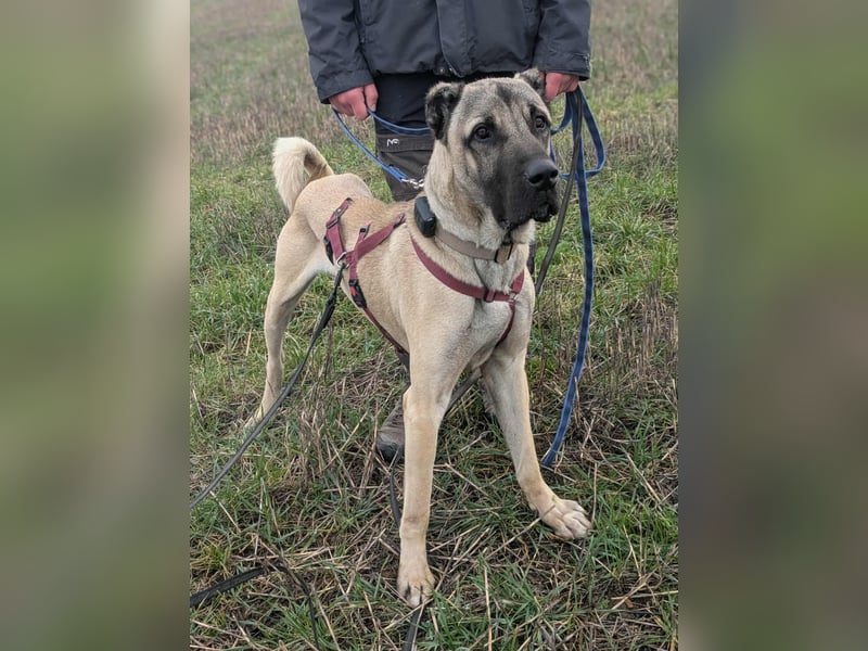 Großer Kangal Mischling Cognac sucht sein zuhause