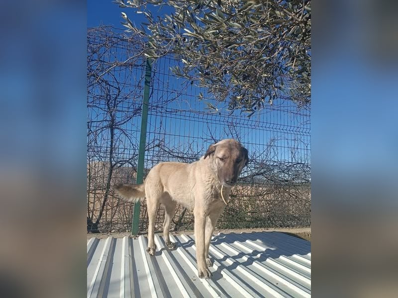 Beka großer Kangal Mischling Hündin sucht Zuhause für immer