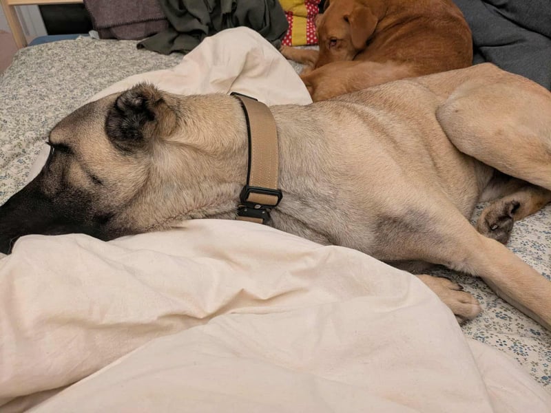 Großer Kangal Mischling Cognac sucht sein zuhause