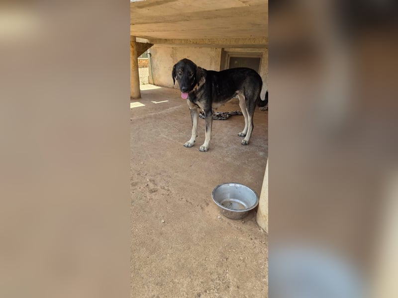 Kangal Mix Coco sucht ihre Familie