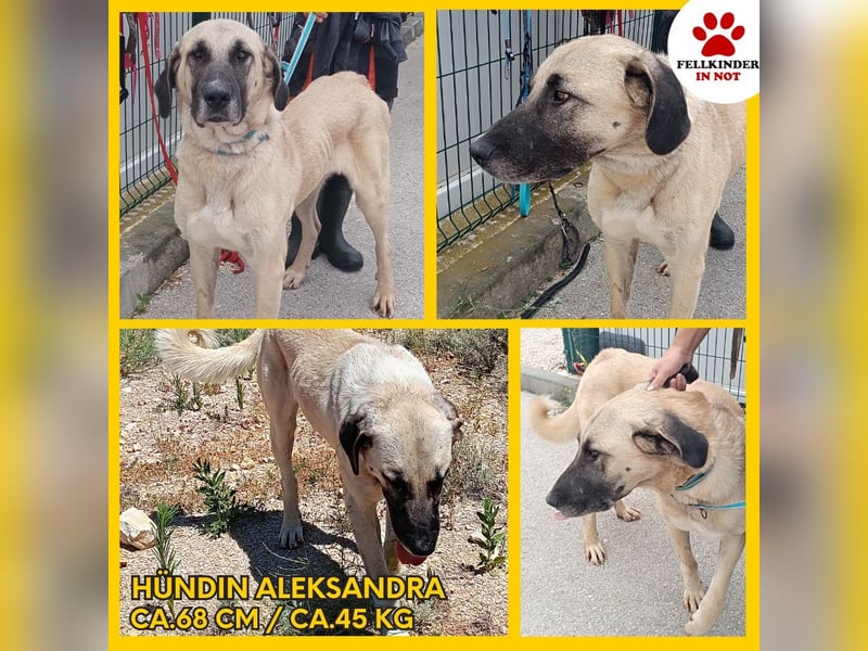 große Kangal Mischlings-Hündin Aleksandra sucht ein passendes Zuhause