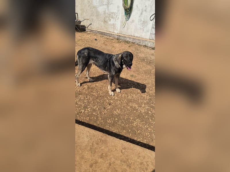 Kangal Mix Coco sucht ihre Familie