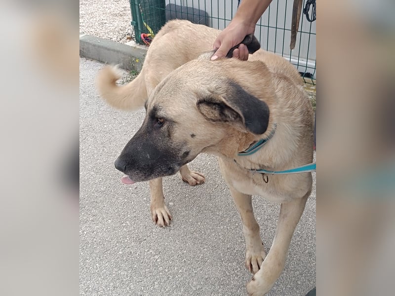 große Kangal Mischlings-Hündin Aleksandra sucht ein passendes Zuhause