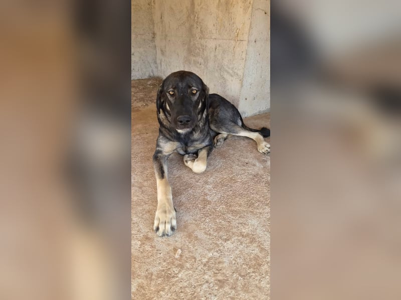 Kangal Mix Coco sucht ihre Familie