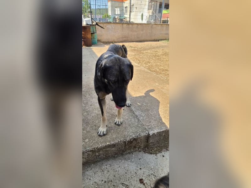 Kangal Mix Coco sucht ihre Familie
