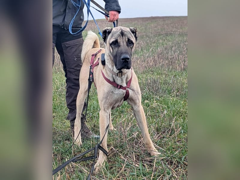 Großer Kangal Mischling Cognac sucht sein zuhause