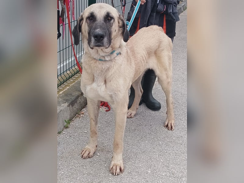 große Kangal Mischlings-Hündin Aleksandra sucht ein passendes Zuhause