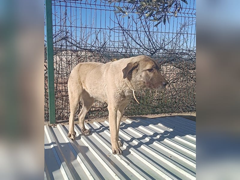 Beka großer Kangal Mischling Hündin sucht Zuhause für immer