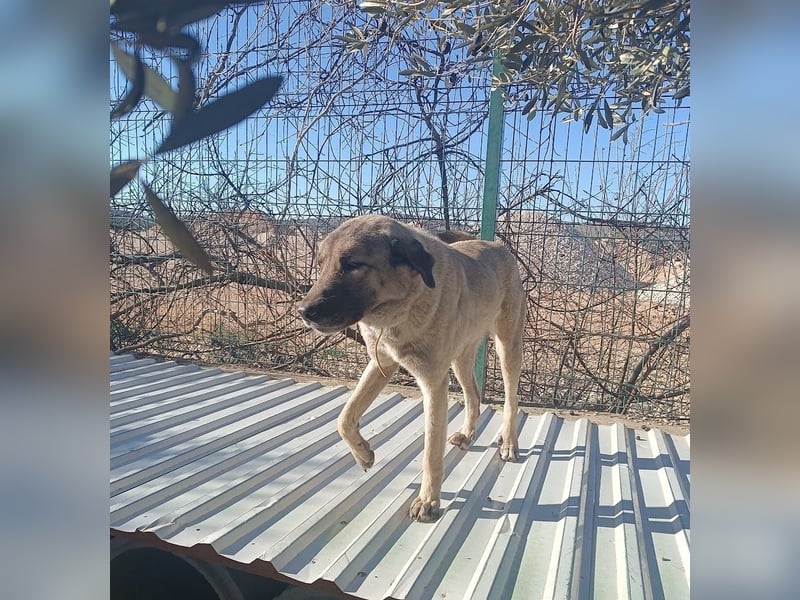 Beka großer Kangal Mischling Hündin sucht Zuhause für immer