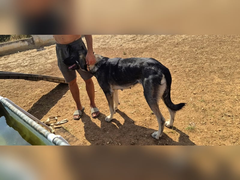 Kangal Mix Coco sucht ihre Familie