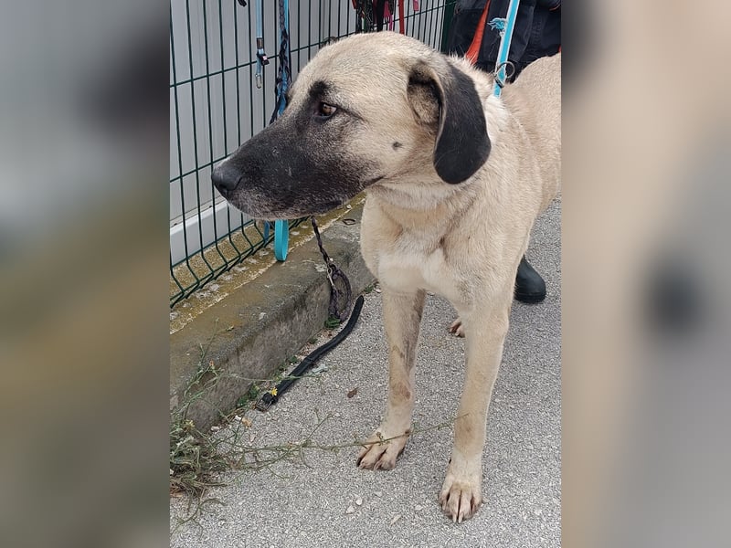 große Kangal Mischlings-Hündin Aleksandra sucht ein passendes Zuhause