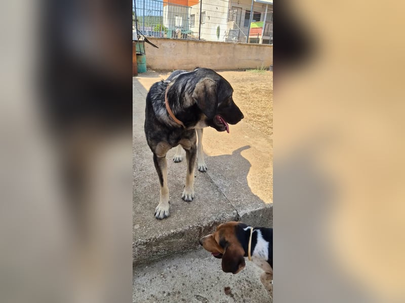Kangal Mix Coco sucht ihre Familie