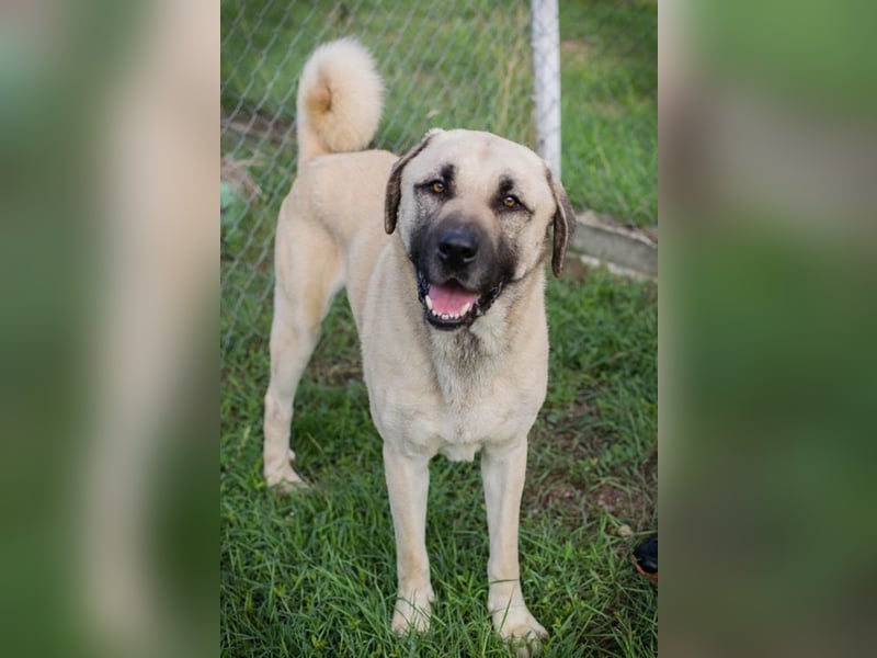 AUGUSTUS - der neugierige und selbstbewusste Rüde sucht ein hundeerfahrenes Zuhause