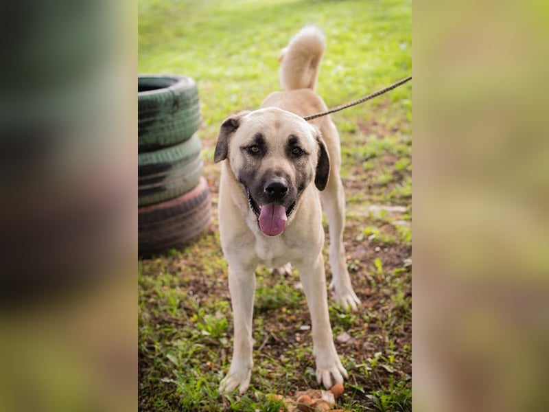 AUGUSTUS - der neugierige und selbstbewusste Rüde sucht ein hundeerfahrenes Zuhause